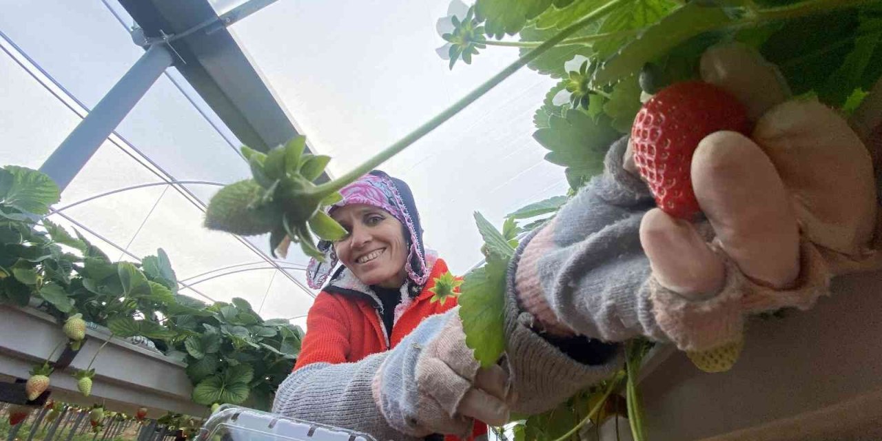 Topraksız çilekte yurt dışı taleplere yetişilemiyor