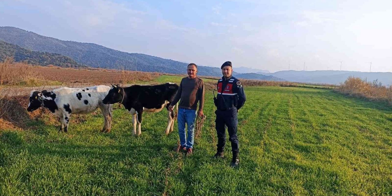 Jandarma kayıp hayvanlar için seferber oldu