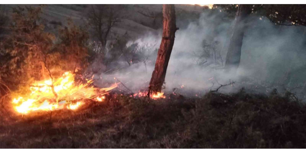 Bolu’da orman yangını