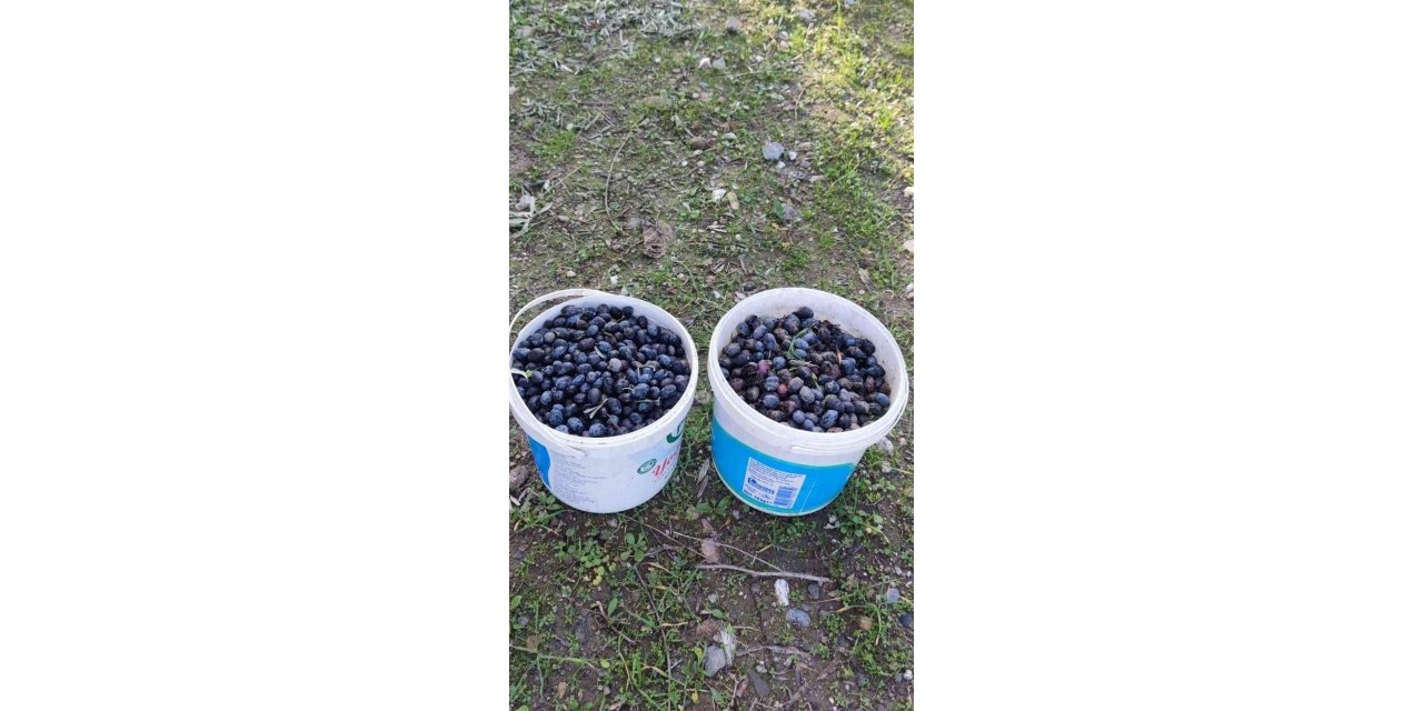 Zeytin hırsızı suçüstü yakalandı