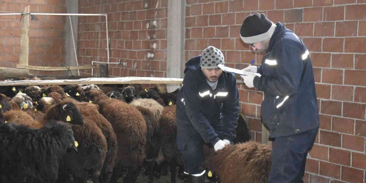Bayburt’ta devlet desteğiyle koyun varlığı artıyor