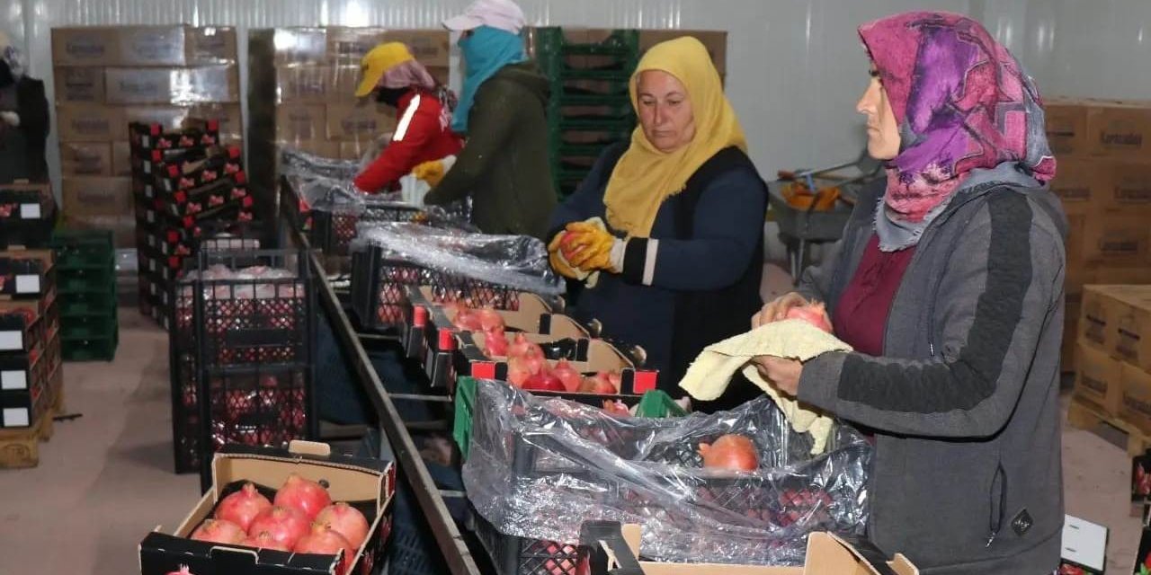 Bozova üretilen narlar Avrupa’ya ihraç ediliyor