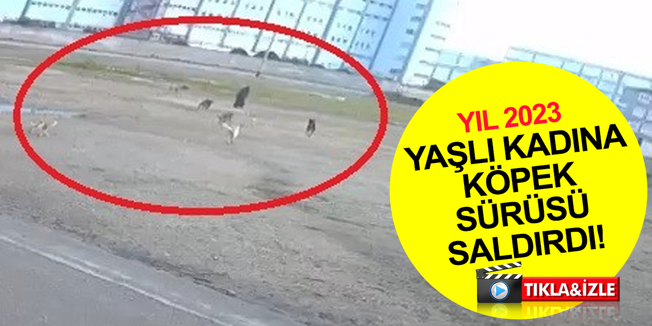 Başıboş köpek sürüsü 77 yaşındaki kadına saldırdı! Dehşet anları kamerada