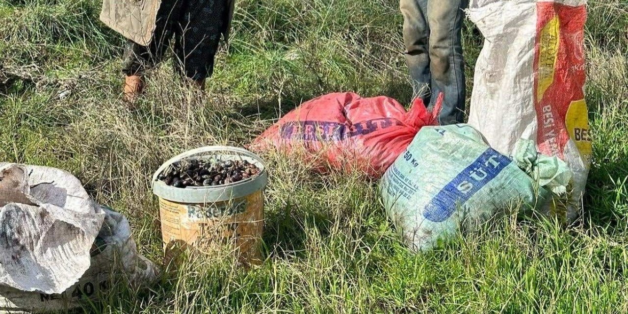 Çaldıkları 155 kilogram zeytin ile suçüstü yakalandılar