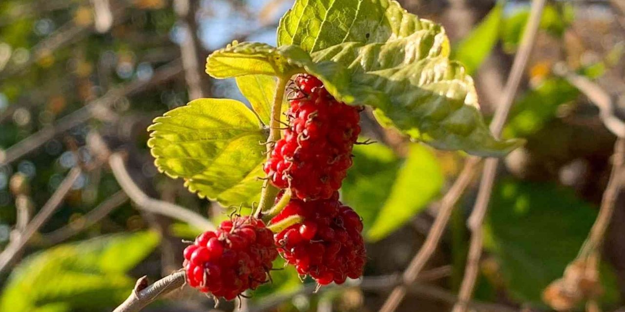 Dut ağacı kış mevsiminde meyve verdi