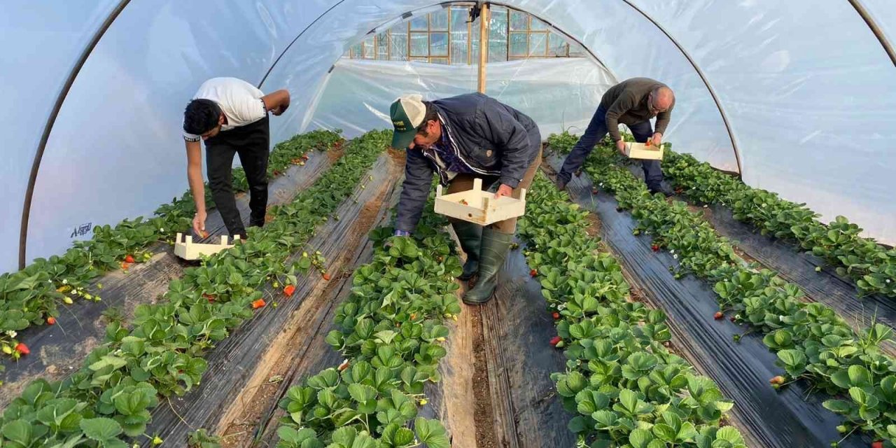 Kırmızı elmas ‘çilek’ seralarında hasat telaşı