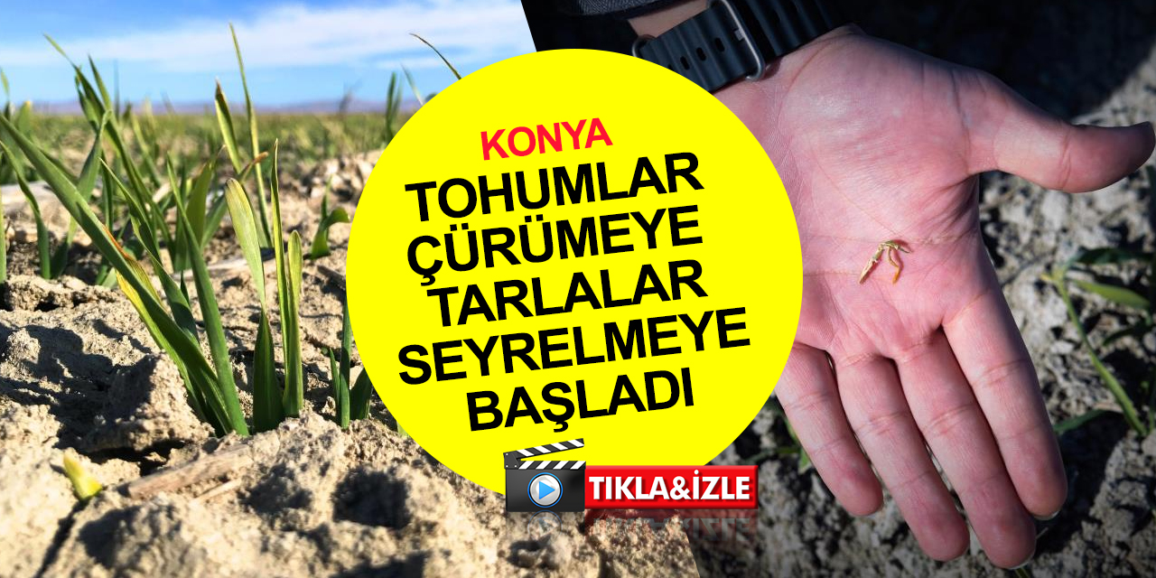 Konya ovasında yağışlarda yüzde 40 azalma! Tohumlar çürümeye başlasa da kar ve yağmur açığı kapatır