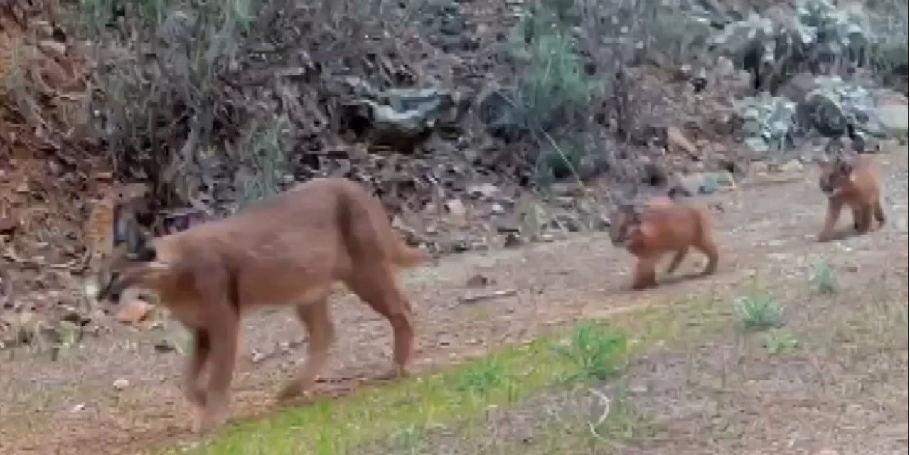 Muğla’da nesli tükenmekte olan karakulaklar fotokapan ile görüntülendi