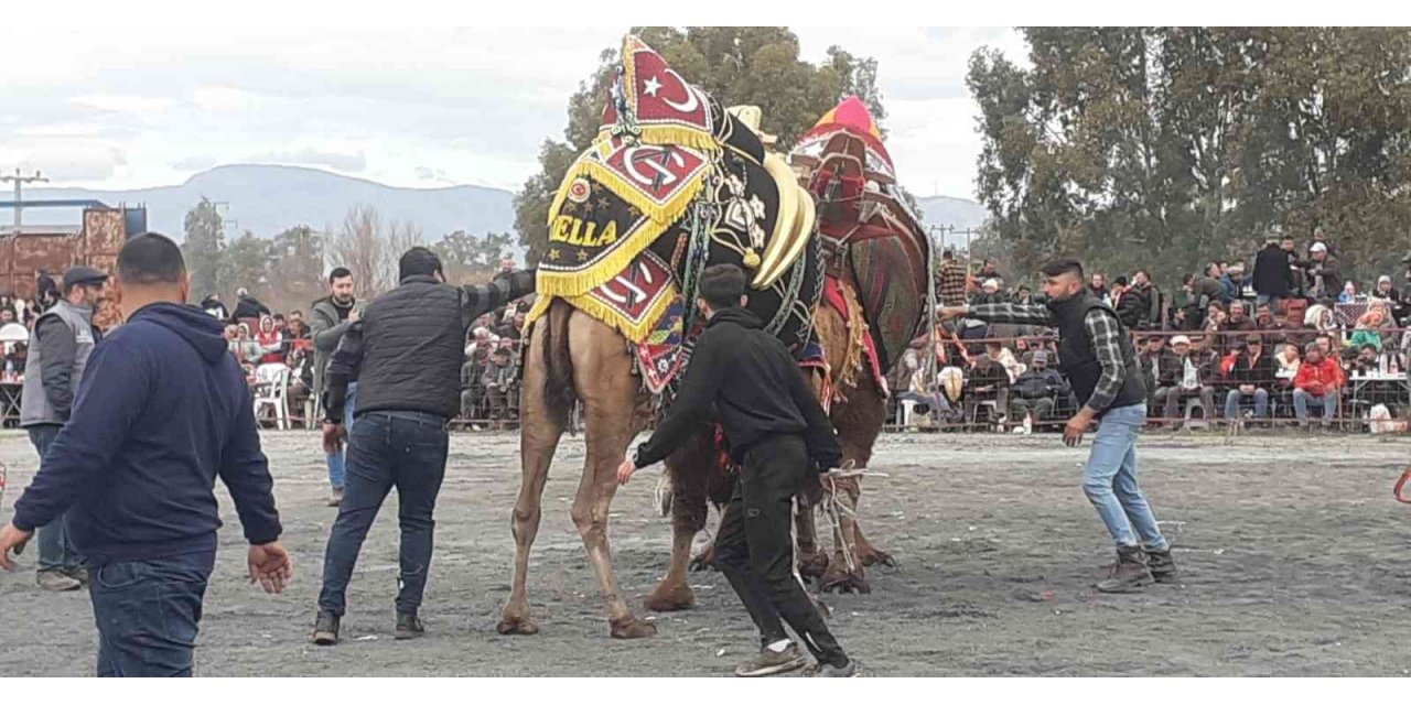 Didim’de deve güreşlerine yoğun ilgi