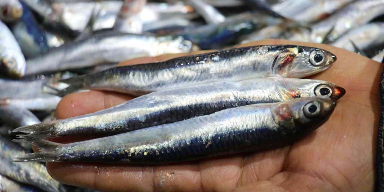 Kılçıklarıyla birlikte tüketilen hamsi ve istavrit şifa deposu