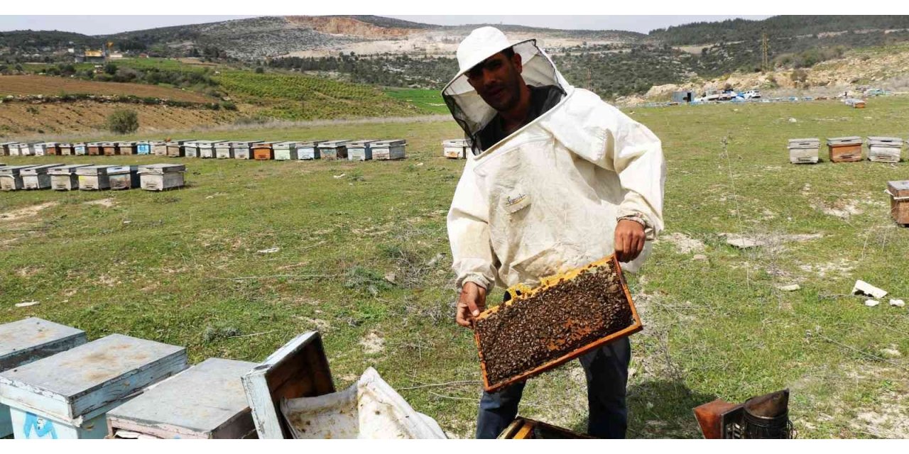 Adana’da bal rekoltesi 12 bin 527’e tona çıktı