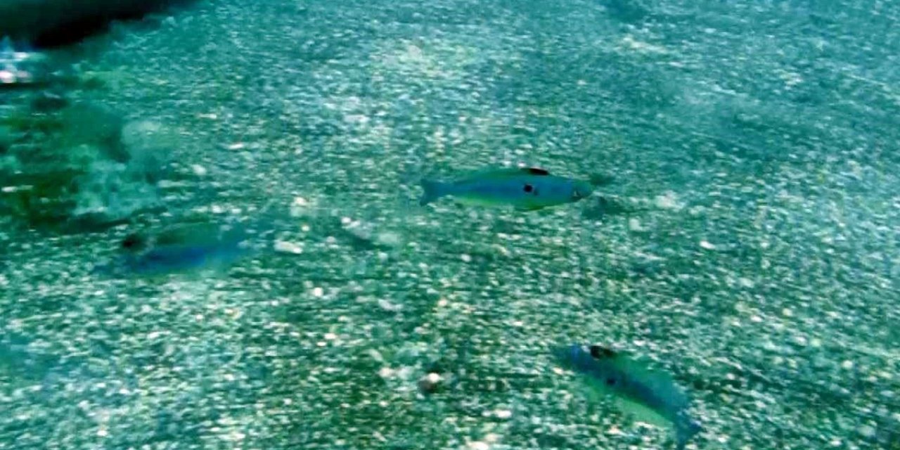 Mevsim normallerinin üzerinde seyreden deniz suyu sıcaklığı, balıkların üreme dönemini saptırdı