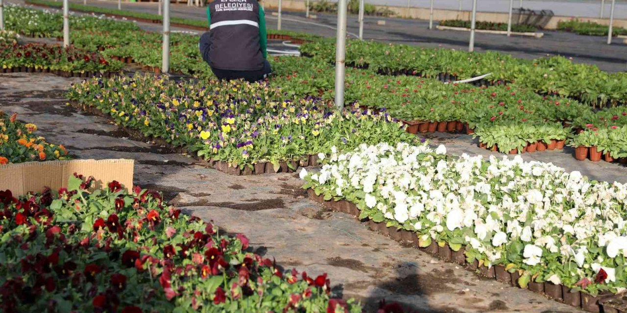Efeler Belediyesi’nin yetiştirdiği çiçekler kenti süslüyor