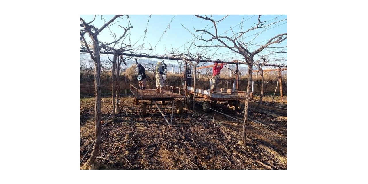 Bağlarda çubuk bağlama işi devam ediyor