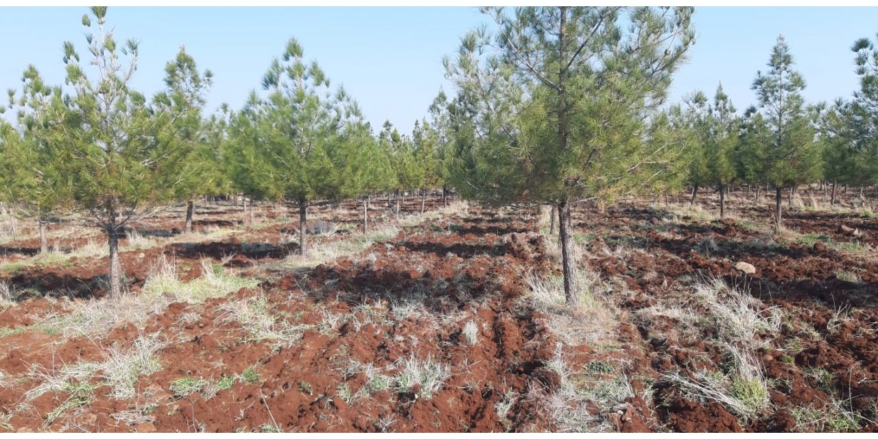 Mesire alanları sezona hazırlanıyor