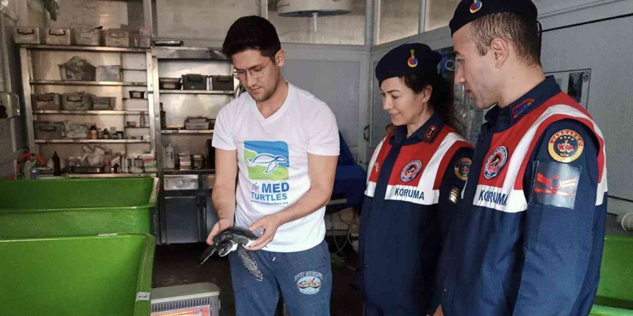 Yavru yeşil deniz kaplumbağası DEKAMER’de tedaviye alındı