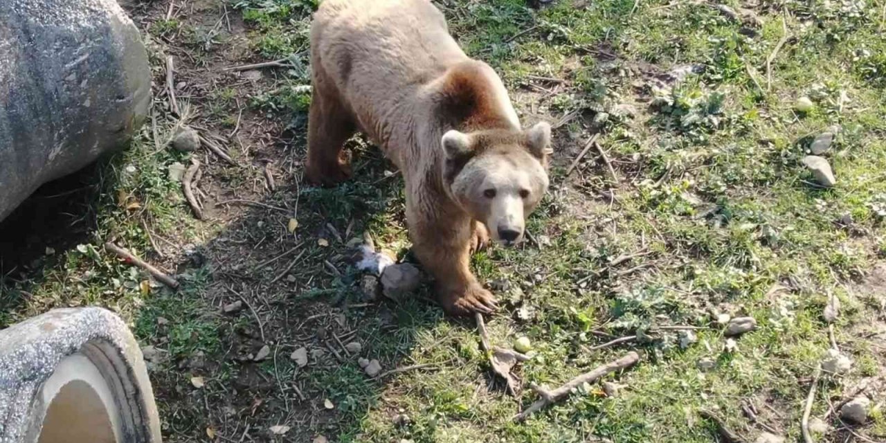 Felç olan ayı, tedaviyle ayağa kalktı