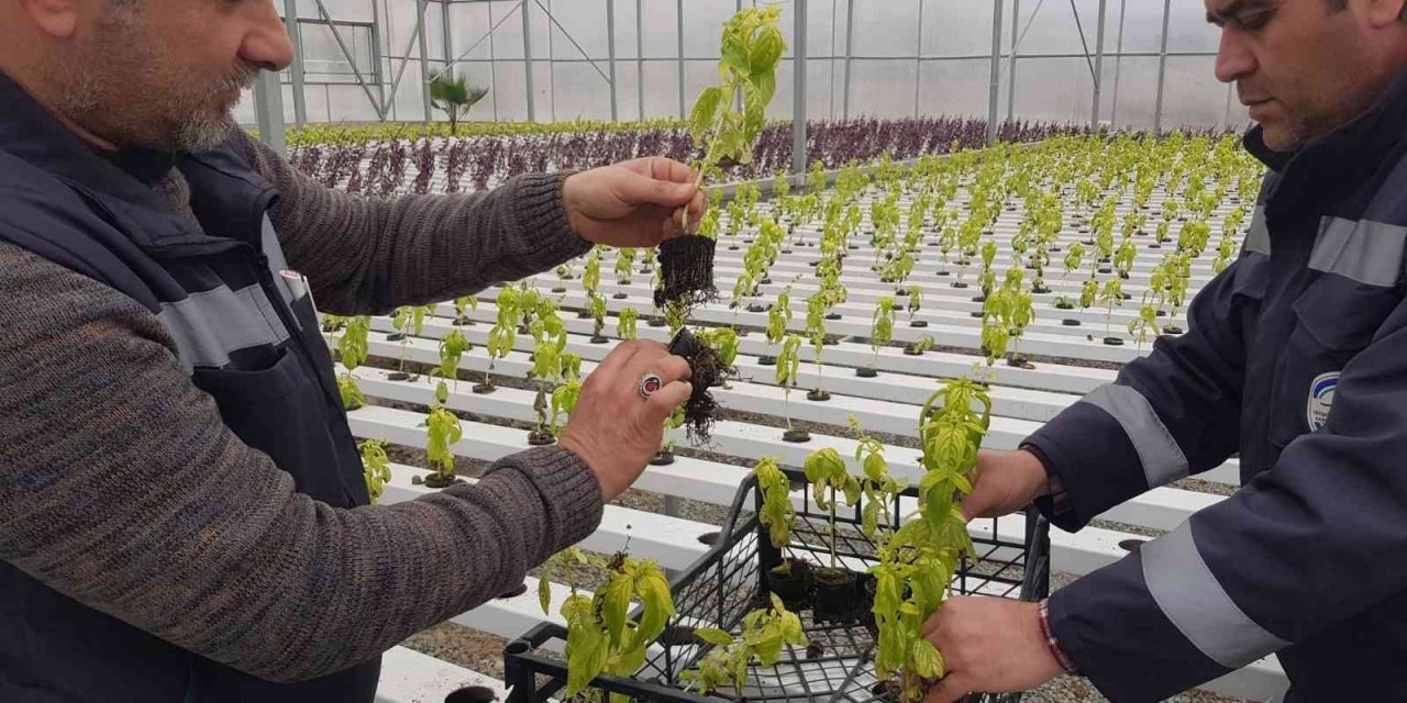 Akuaponik ve hidroponik seralarda üretilen fesleğenler şehri süsledi