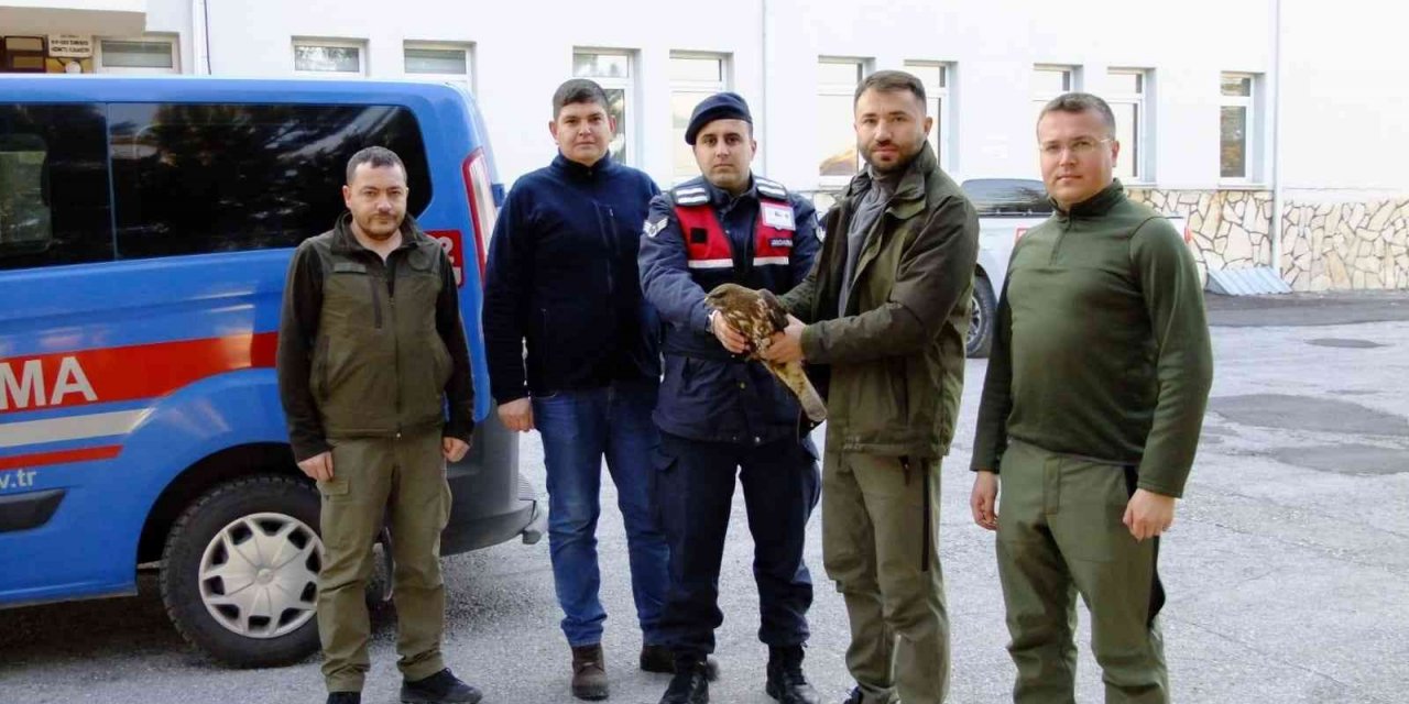 Yaralı halde bulunan kızıl şahin tedavi edildi