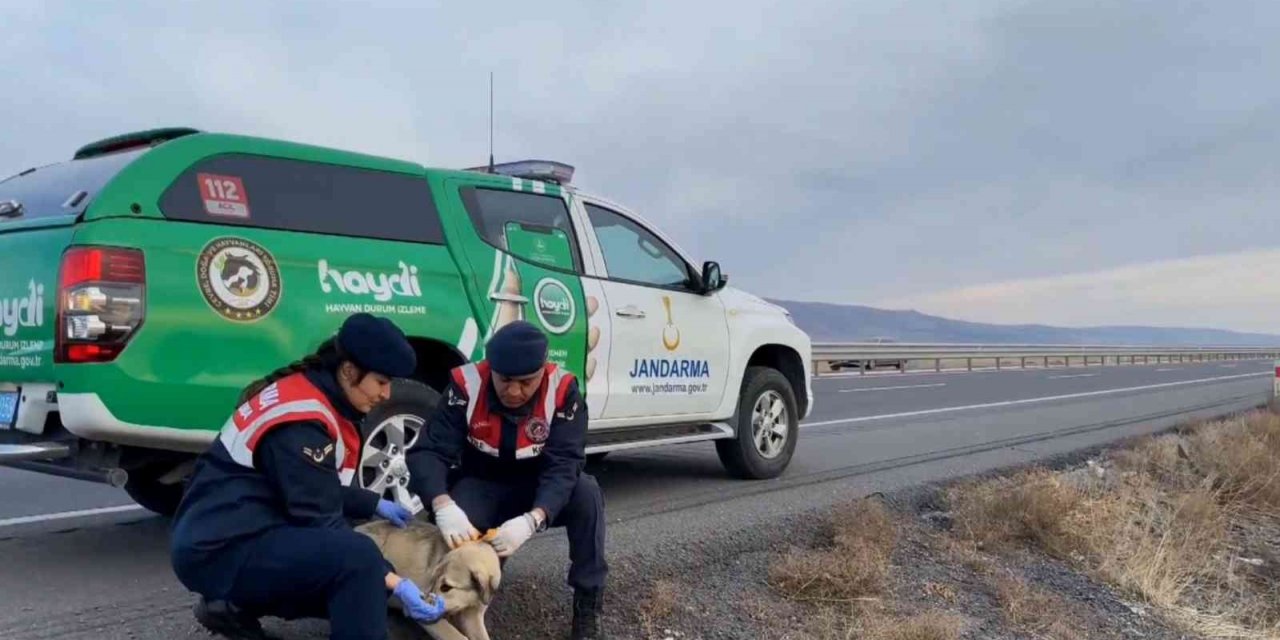 Jandarma sokak köpeklerine gece görünmeleri için elleriyle reflektif şerit dikti