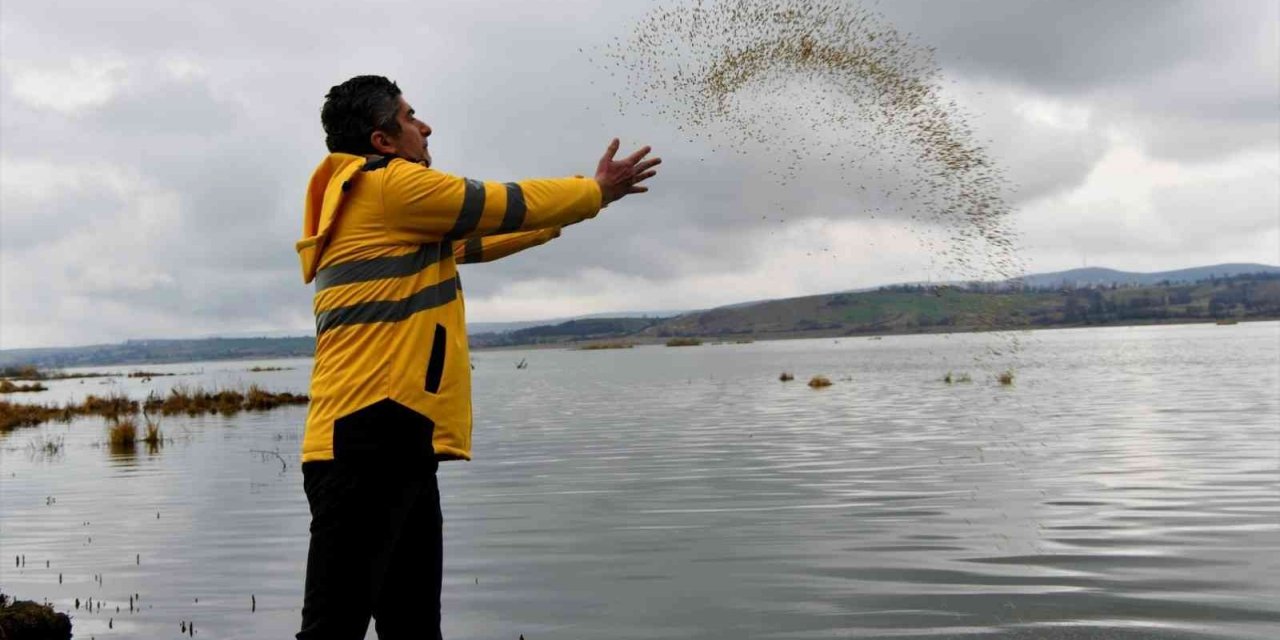 Ladik Gölü’nde yiyecek bulmakta zorlanan canlılara yem