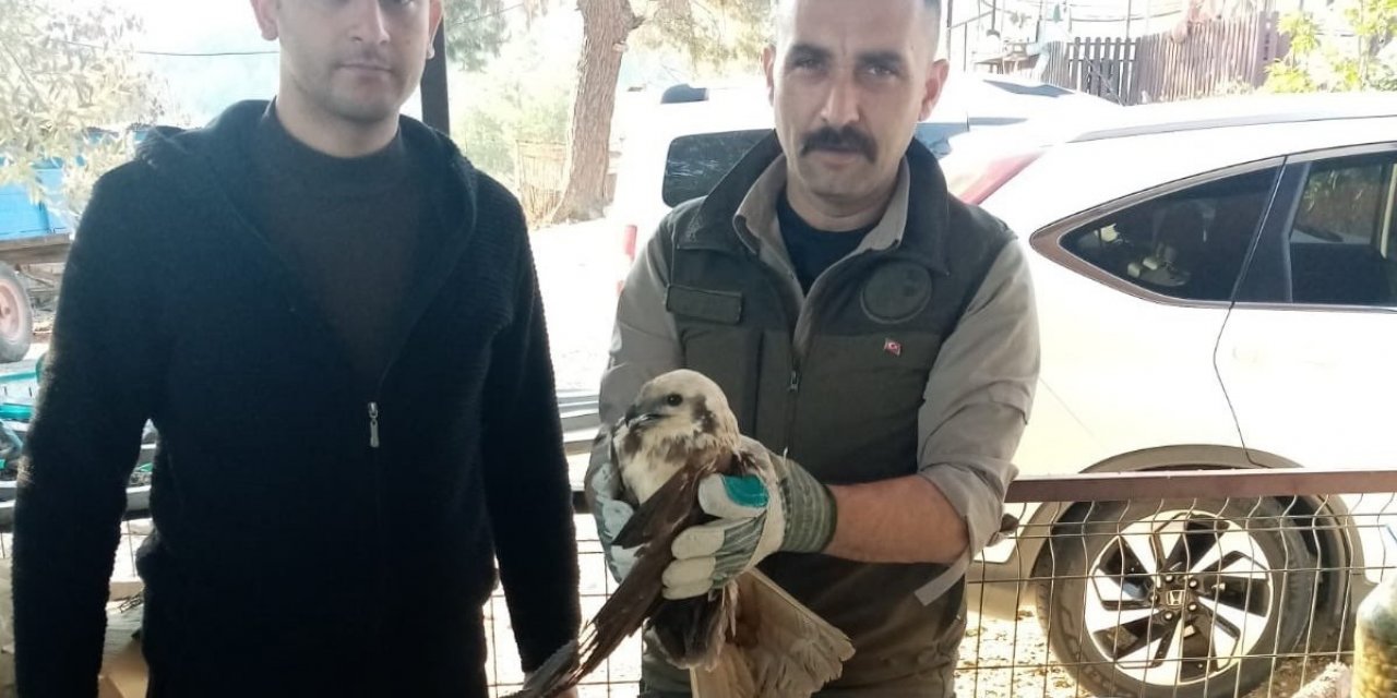 Yaralı bulunan saz delicesi kuşu, tedavi altına alındı