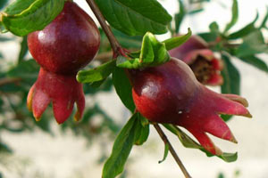 Yağ yakımında bire bir