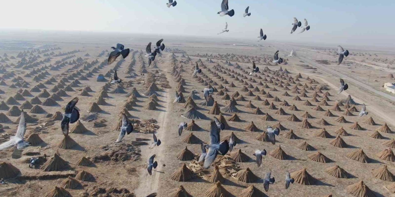 Gelmeyen kış kamışı da vurdu