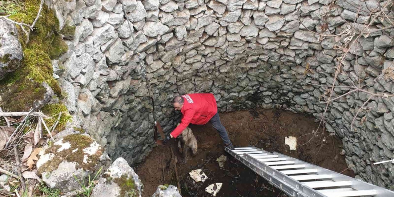 Kuyuda mahsur kalan köpek böyle kurtarıldı