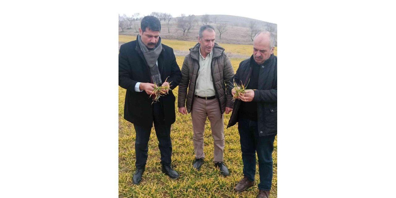 Elazığ’da hububat ve meyve ağaçlarında fenolojik gözlem çalışması yapıldı