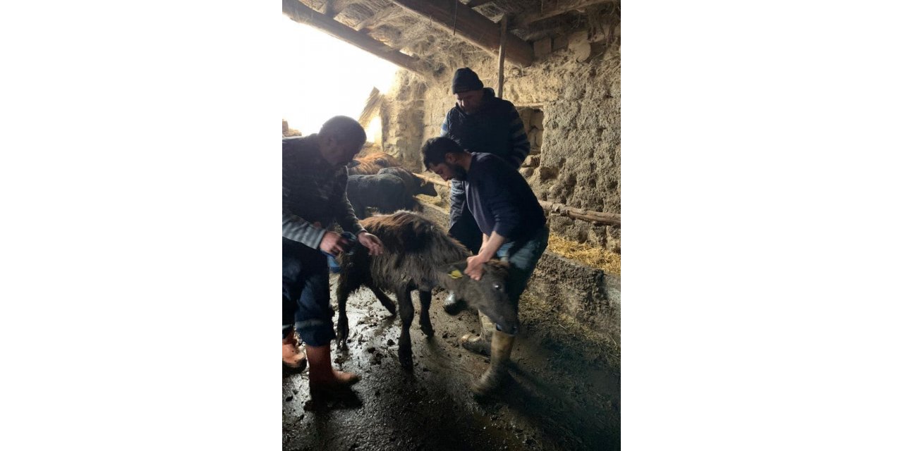 Manda tespit çalışması sürüyor