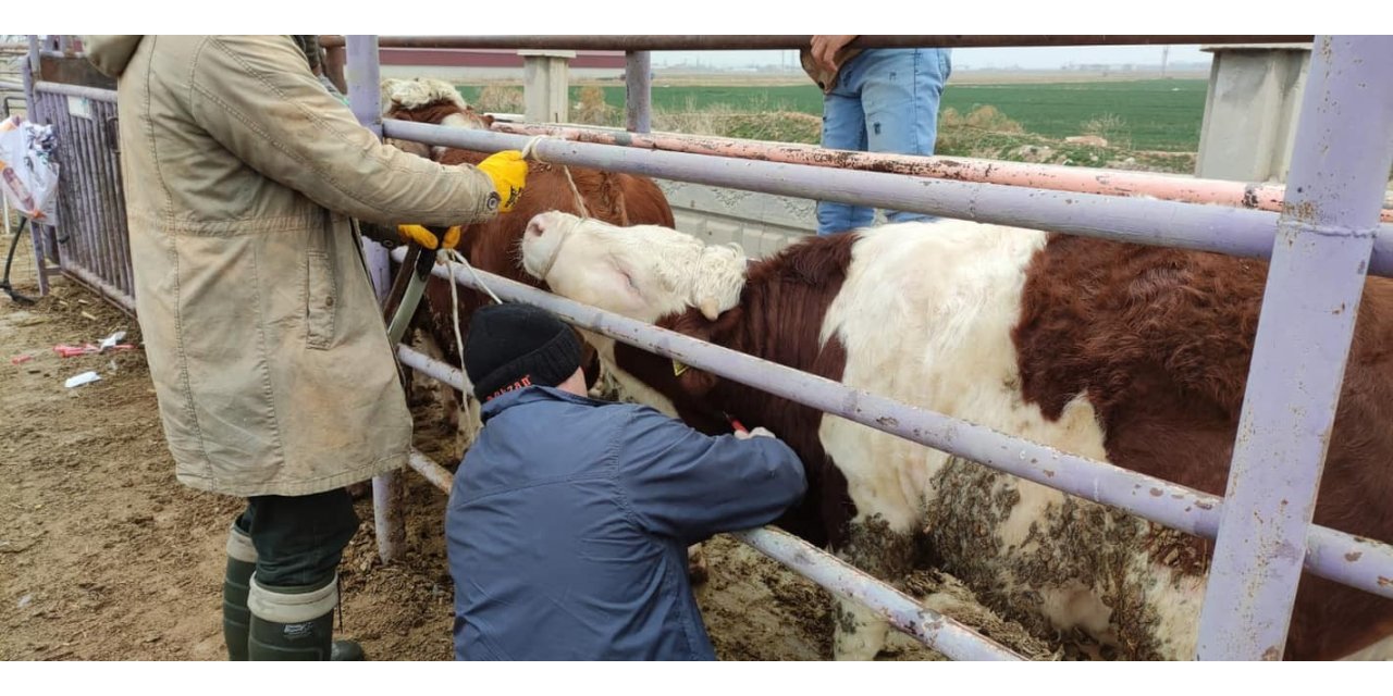 Afyonkarahisar’a ithal getirilen besilik sığırların sağlık kontrolü yapıldı
