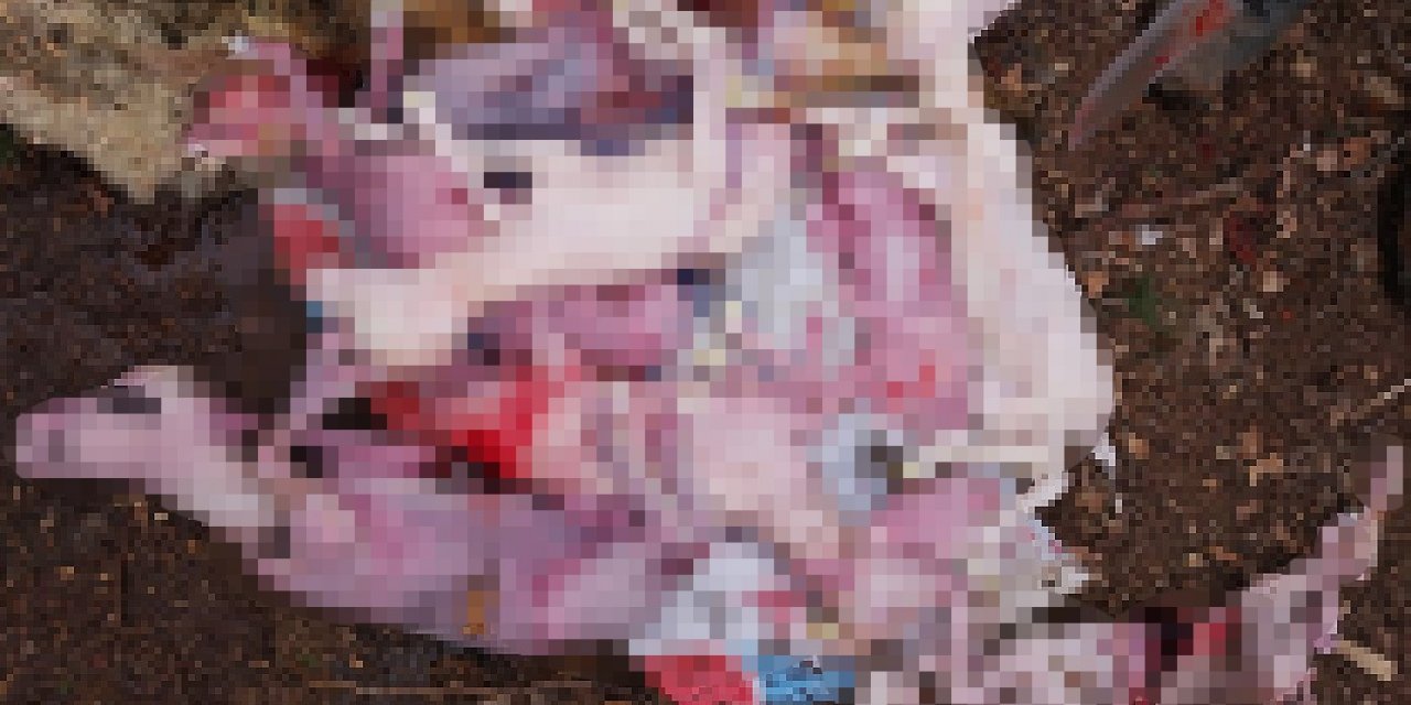 Bir batında doğan 7 kuzu ve anneleri telef oldu