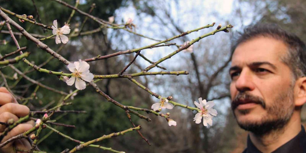 Ocak ayında ağaçlar çiçek açtı