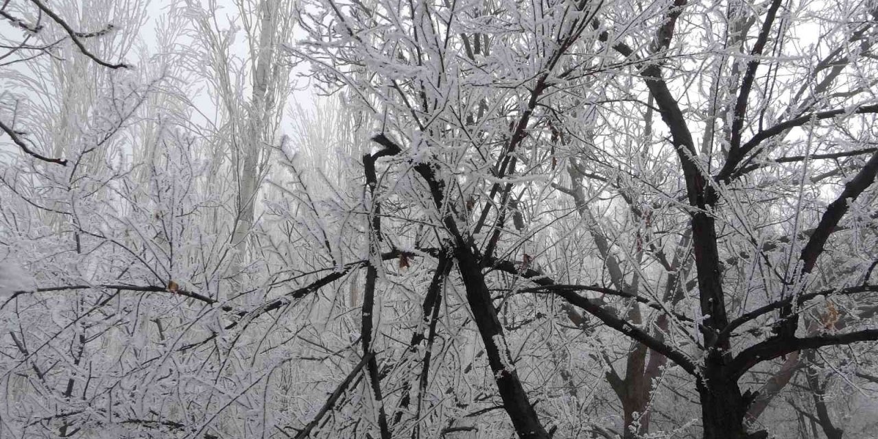 Böylesi ilk kez gürüldü: Kırağı ağaçların dallarını kırdı