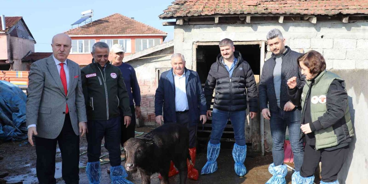Samsun’da mandalara suni tohumlama projesi meyvelerini veriyor