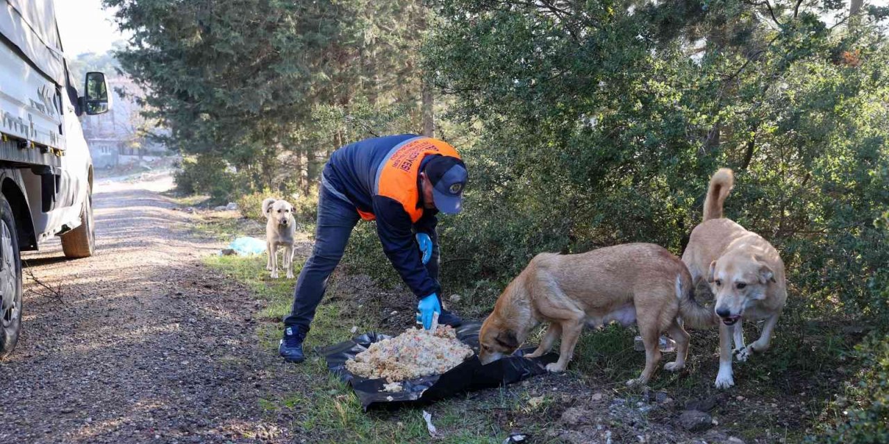 Buca’da atık yemekler can dostlarına gidiyor