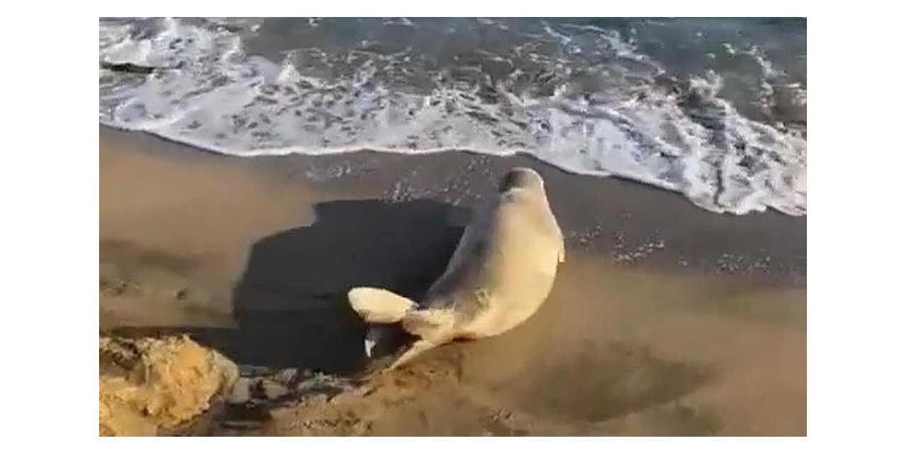 Koruma altına alınan Akdeniz foku Adana’da görüldü