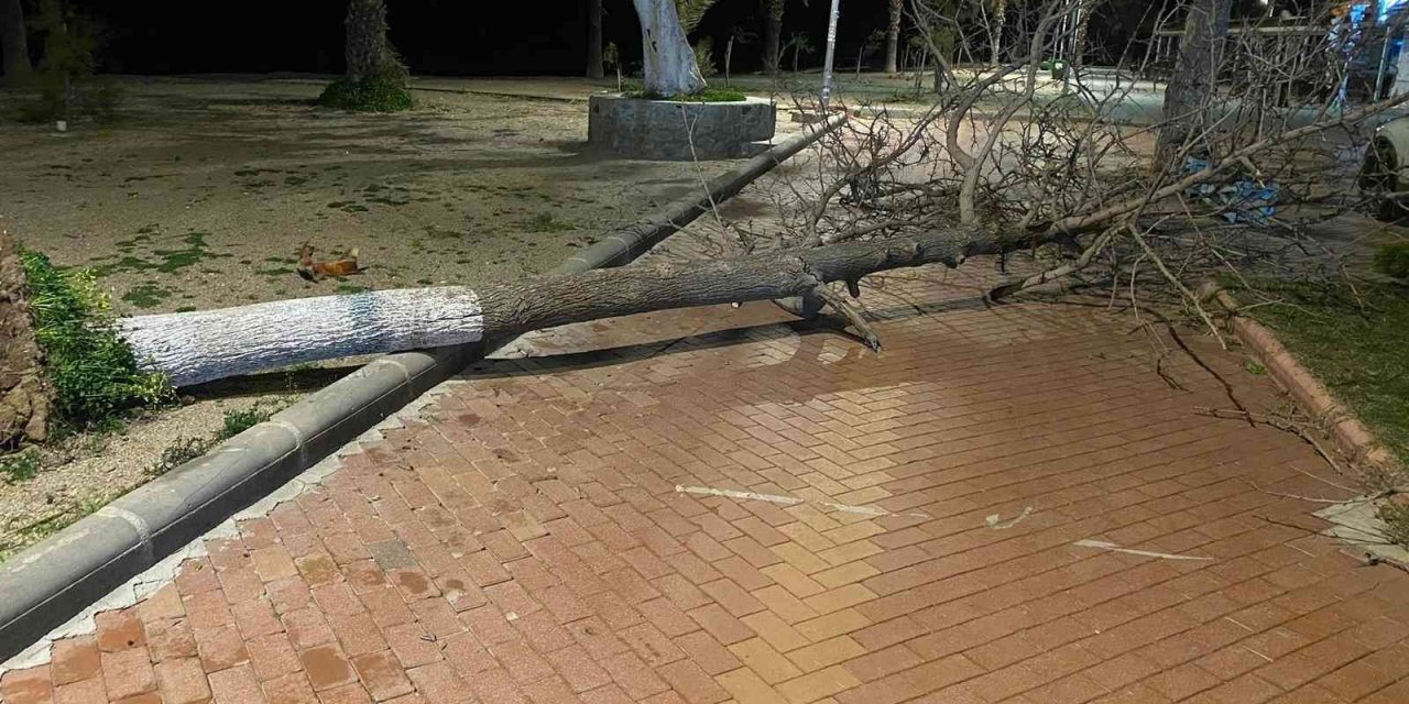 Fırtına Bodrum’da ağaçları devirdi