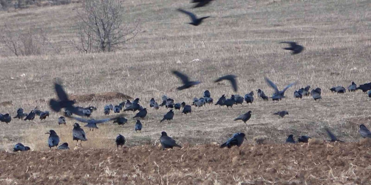 Bayburt çiftçisi açıkta kalan tarladaki buğday tohumlarını kargalardan koruyor