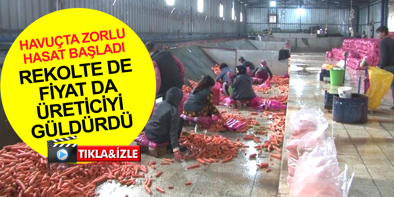 Konya'dan sonra ikinci havuç üretim merkezi Amik Ovası'nda rekolte de fiyat da yüzleri güldürdü