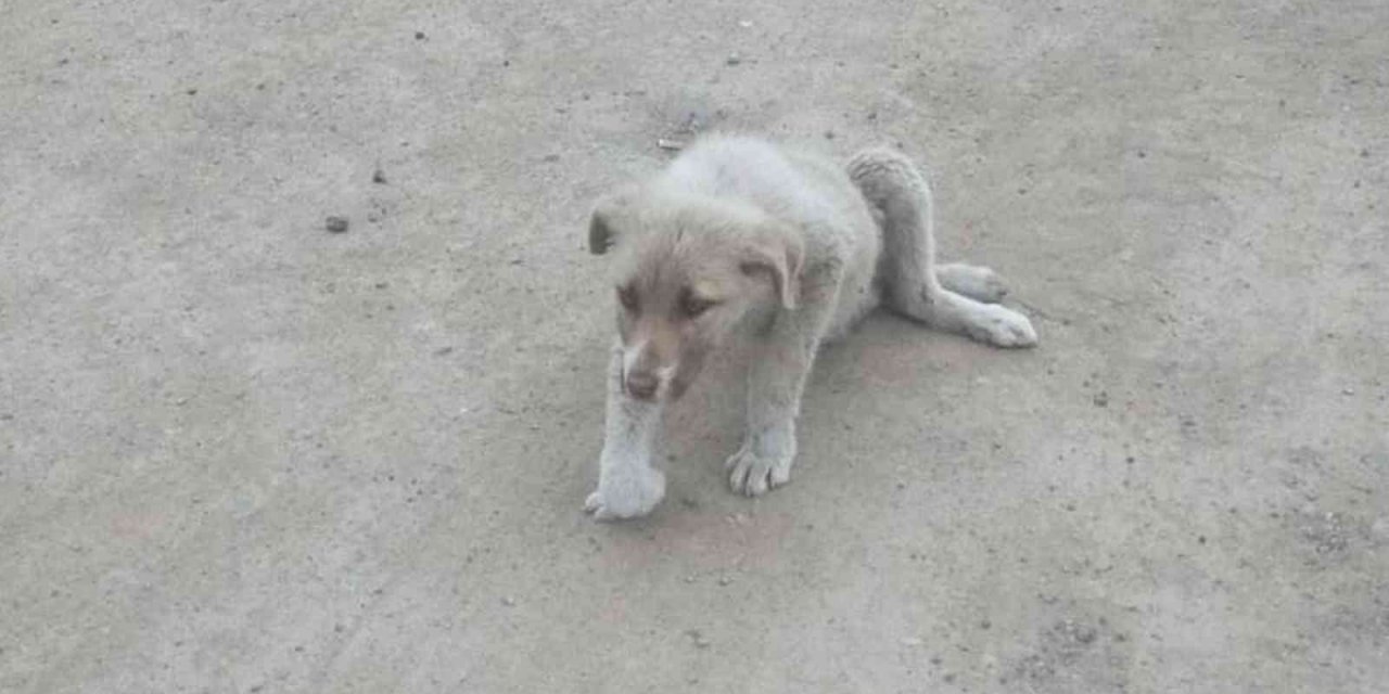 Sokakta bulunan yaralı köpek tedavi altına alındı