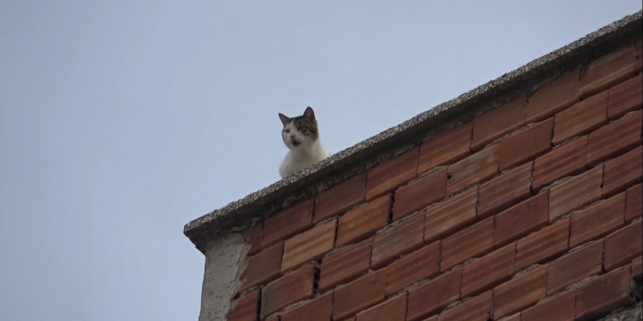 Mahsur kalan kedi 5. kattan aşağıya 4 ayağının üstüne düştü
