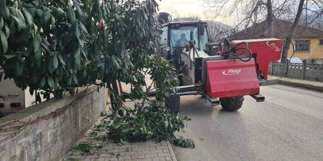 Kaldırımı kapatan ağaçlara budama