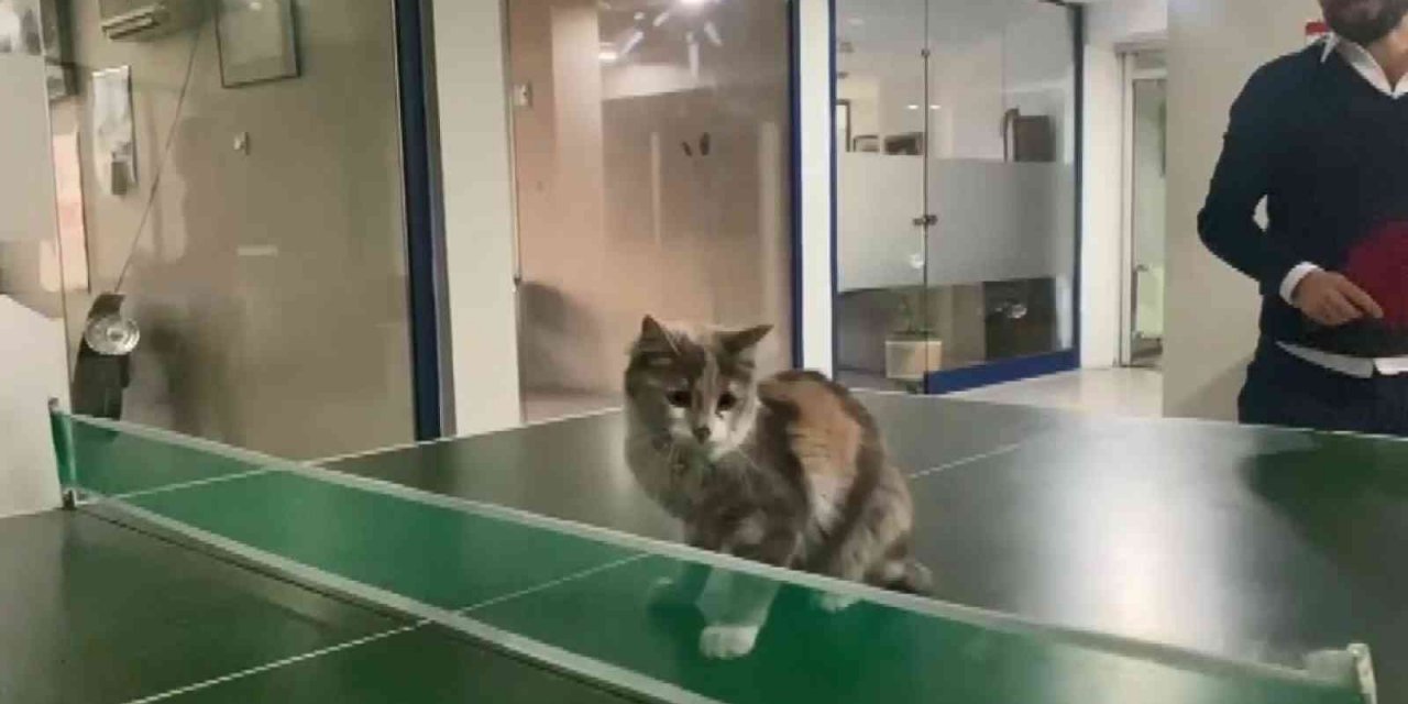Masa tenisi oynayan kedi gülümsetti