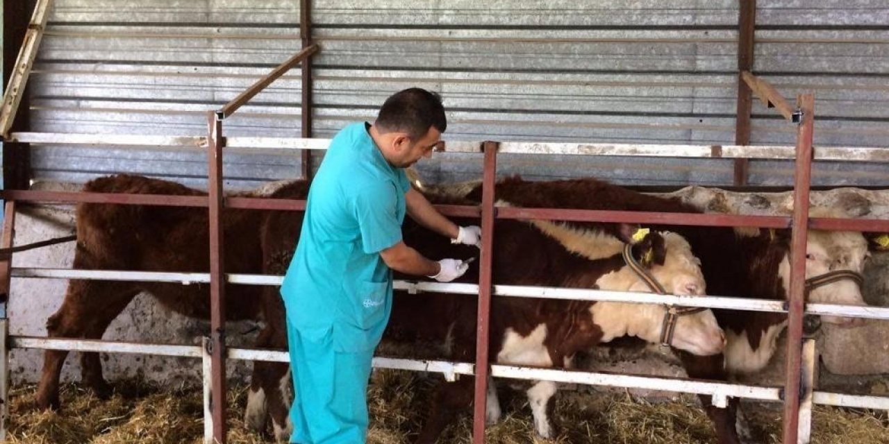 Hayvan hastalıkları ile mücadele sürüyor