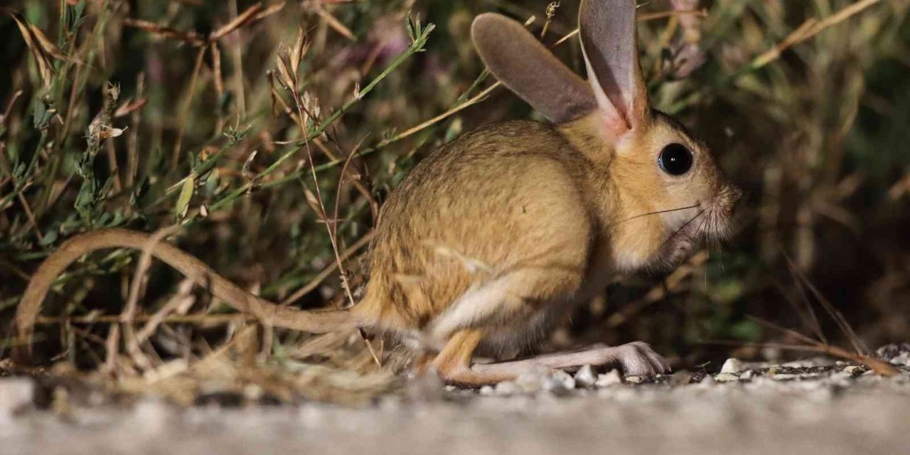 Dünyada kırmızı listede, Türkiye’de yakından görüntülendi