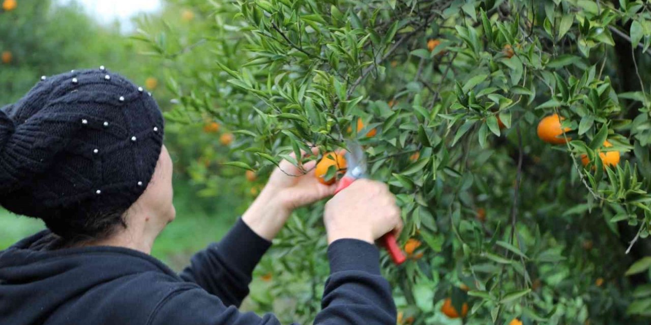 Bodrum Belediyesi, mandalina alımına devam ediyor