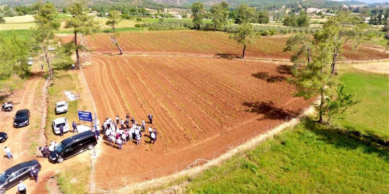 Büyükşehir dut fidanı üretiyor, ipekböcekçiliğini destekliyor