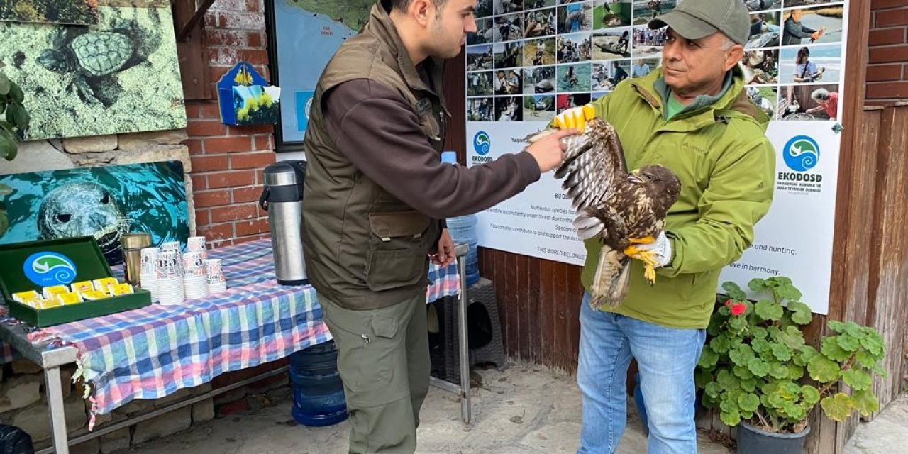 Gökyüzünün efendisi şahin, yaralı halde bulundu